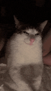 Evil cat